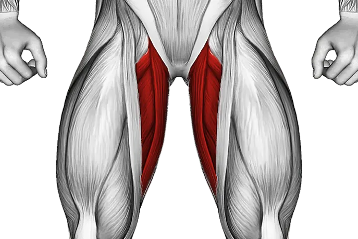 Adductors