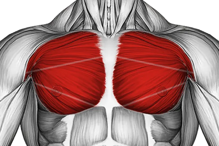 Chest