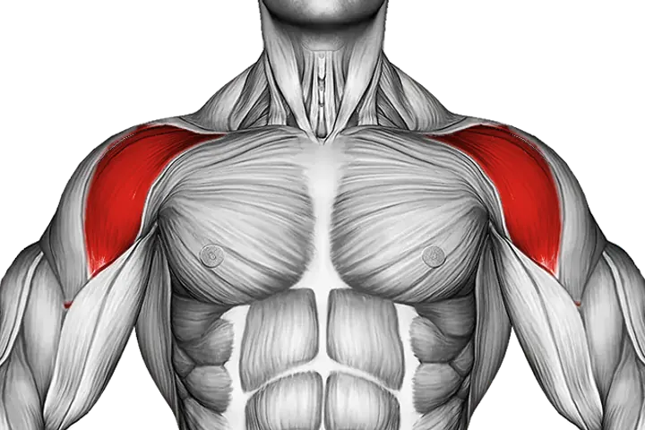 Front delts