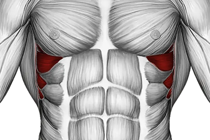 Serratus