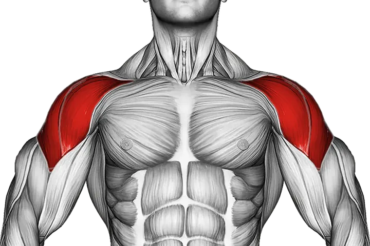 Shoulders