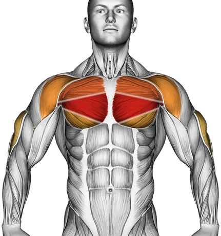 Barbell Bench Press — Muscles worked: Chest, Front delts, Triceps (Front)