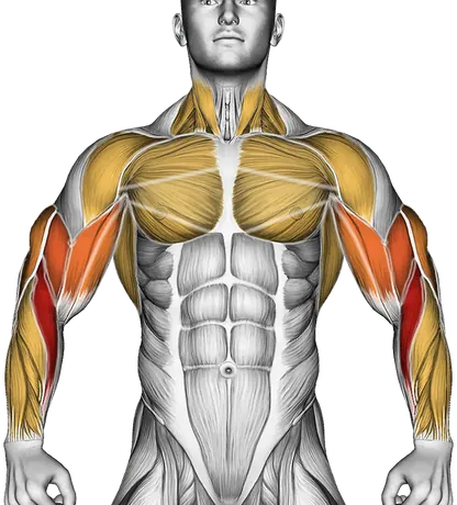 How to Get Bigger Arms: Biceps and Triceps — Muscles worked: Triceps, Forearms, Biceps, Chest, Front delts, Lats, Neck (Front)