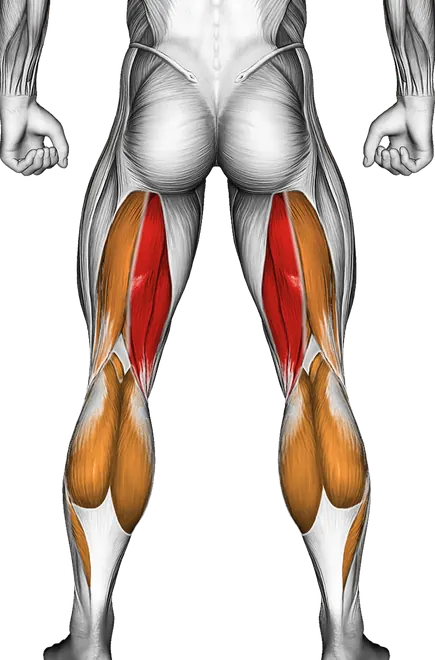 Band Standing Leg Curl — Muscles worked: Hamstrings, Quadriceps, Calves (Back)