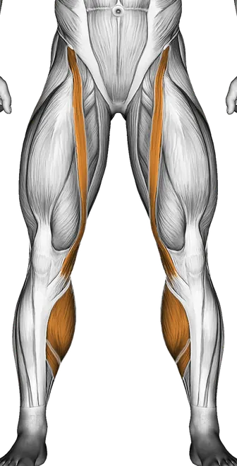 Band Standing Leg Curl — Muscles worked: Hamstrings, Quadriceps, Calves (Front)