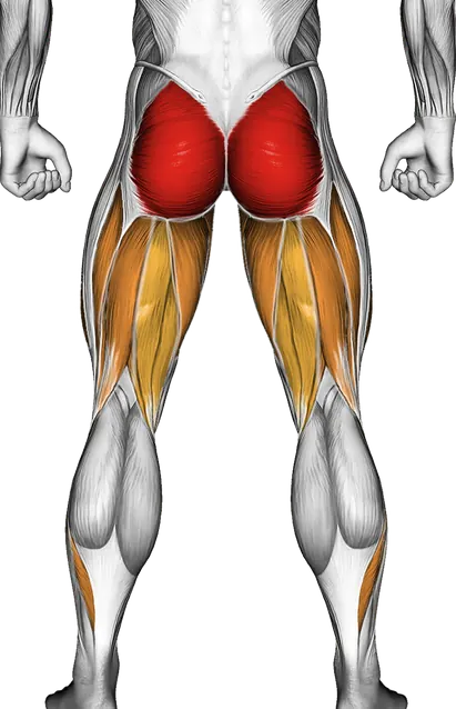 Barbell Sumo Deadlift — Muscles worked: Glutes, Abductors, Quadriceps, Adductors, Hamstrings, Calves (Back)