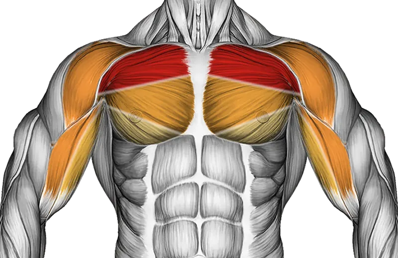 Dumbbell Incline Fly — Muscles worked: Chest, Front delts, Biceps