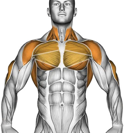 Bench Dip on Floor — Muscles worked: Triceps, Chest, Front delts, Lats, Neck (Front)