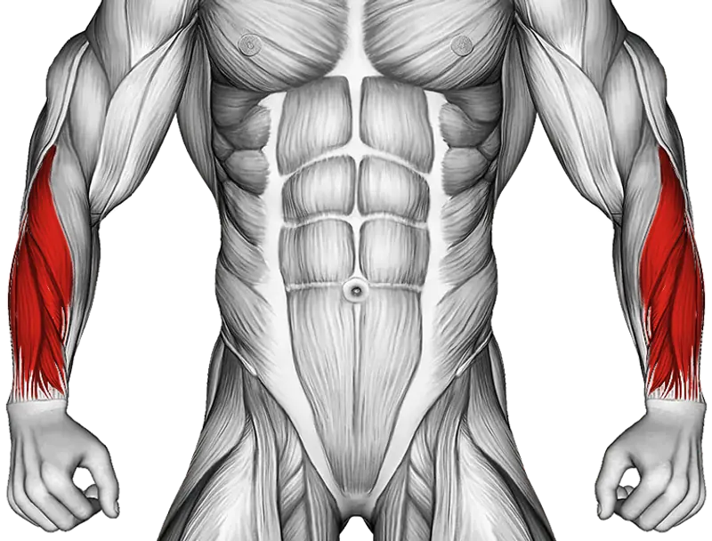 Dumbbell Over Bench Wrist Curl — Muscles worked: Forearms