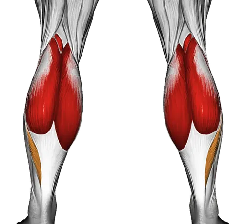 Plantar Fasciitis: Heel Pain, Causes and How to Train Around It — Muscles worked: Calves (Back)