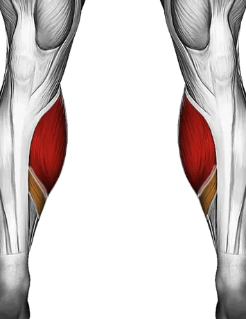 Plantar Fasciitis: Heel Pain, Causes and How to Train Around It — Muscles worked: Calves (Front)