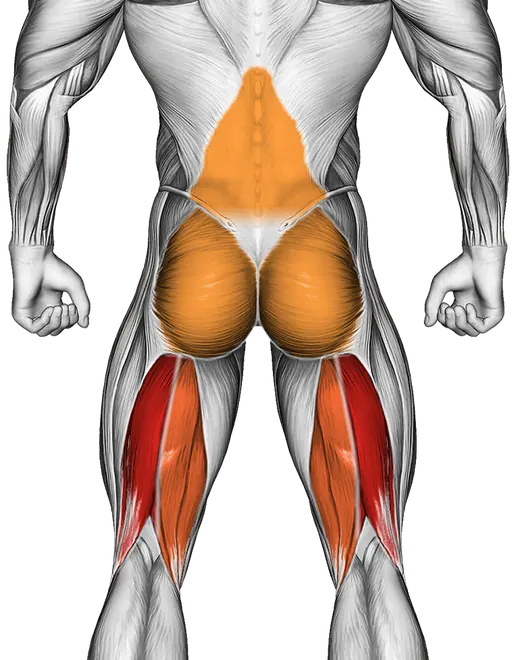 Dumbbell Stiff Leg Deadlift — Muscles worked: Hamstrings, Lower back, Glutes