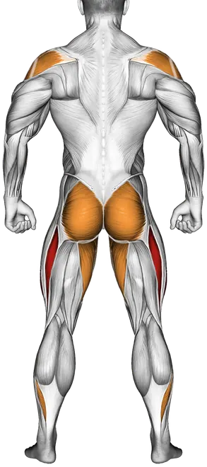 Dumbbell Iron Cross — Muscles worked: Quadriceps, Chest, Front delts, Side delts, Rear delts, Glutes, Adductors, Calves (Back)