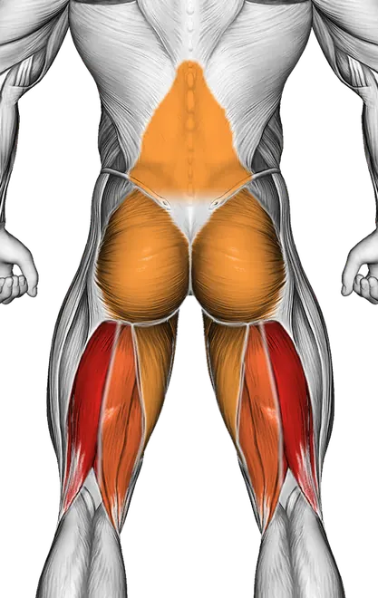 Barbell Straight Leg Deadlift — Muscles worked: Hamstrings, Lower back, Glutes, Adductors (Back)