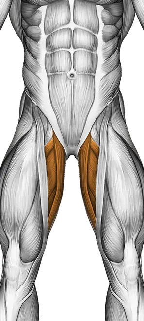 Barbell Straight Leg Deadlift — Muscles worked: Hamstrings, Lower back, Glutes, Adductors (Front)