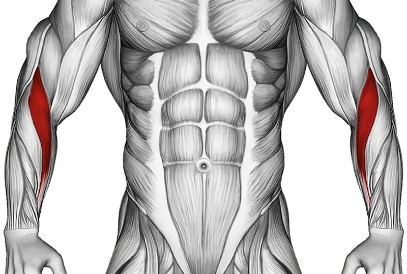 Dumbbell Seated Neutral Wrist Curl — Muscles worked: Forearms