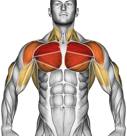 How to Build a Bigger Chest — Muscles worked: Chest, Front delts, Triceps, Lats, Biceps, Neck (Front)