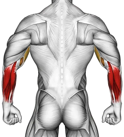 Tennis Elbow: Causes, Fixes and Training Around It — Muscles worked: Forearms, Biceps (Back)