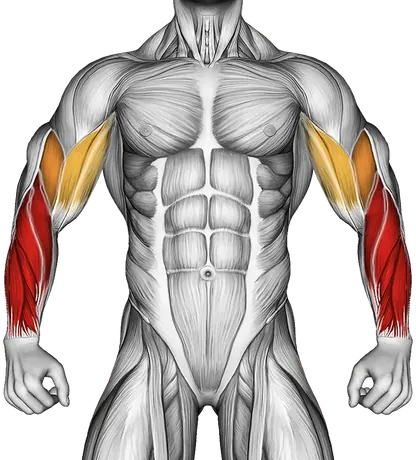 Tennis Elbow: Causes, Fixes and Training Around It — Muscles worked: Forearms, Biceps (Front)