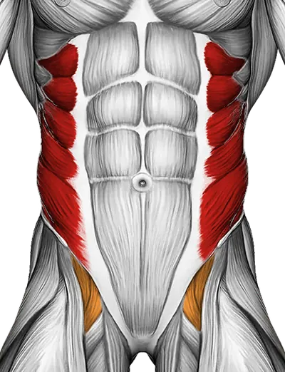 Russian Twist — Muscles worked: Obliques, Core (Front)