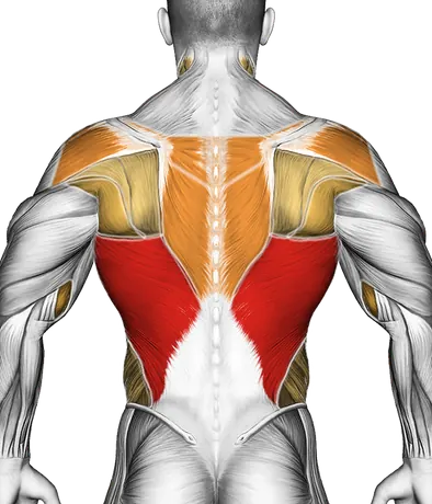 Lat Pulldown Form: How to Train Your Back Properly — Muscles worked: Lats, Rear delts, Upper back, Biceps, Forearms, Obliques, Neck (Back)