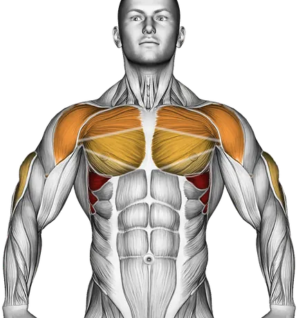 Push-Up Plus — Muscles worked: Serratus, Chest, Front delts, Upper back, Triceps (Front)