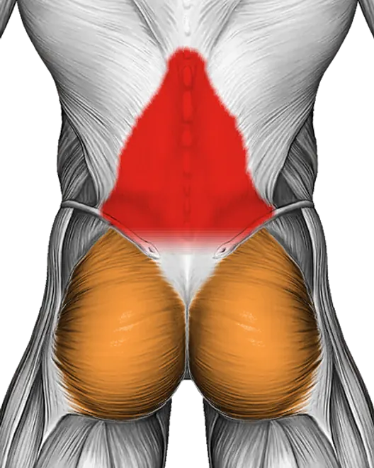 Exercise Ball Back Extension with Hands Behind Head — Muscles worked: Lower back, Glutes