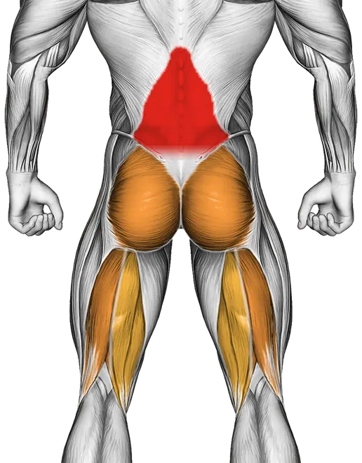 Lying Back Extension — Muscles worked: Lower back, Glutes, Hamstrings