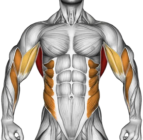 Commando Pull-Up — Muscles worked: Lats, Rear delts, Upper back, Biceps, Forearms, Obliques (Front)
