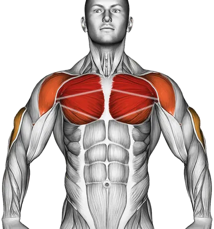 Push-Up Form: How to Do a Proper Push-Up — Muscles worked: Triceps, Chest, Front delts (Front)