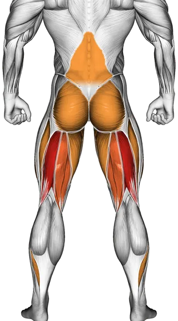 Band Deadlift — Muscles worked: Hamstrings, Lower back, Glutes, Quadriceps, Adductors, Calves (Back)