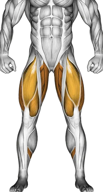 Band Deadlift — Muscles worked: Hamstrings, Lower back, Glutes, Quadriceps, Adductors, Calves (Front)