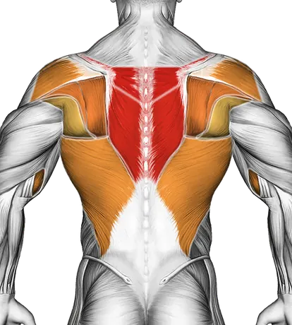Cable Seated Row — Muscles worked: Upper back, Rear delts, Lats, Biceps, Forearms (Back)