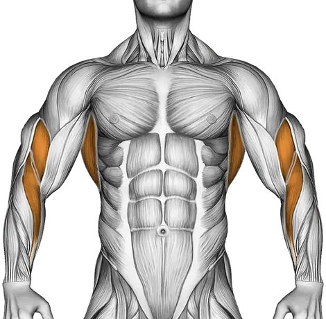 Cable Seated Row — Muscles worked: Upper back, Rear delts, Lats, Biceps, Forearms (Front)