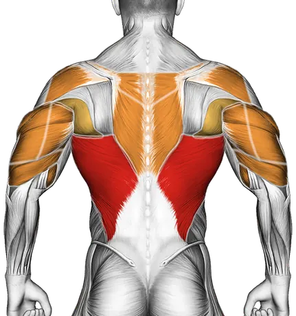Assisted Close Grip Underhand Chin-Up — Muscles worked: Lats, Rear delts, Upper back, Biceps, Triceps, Forearms (Back)