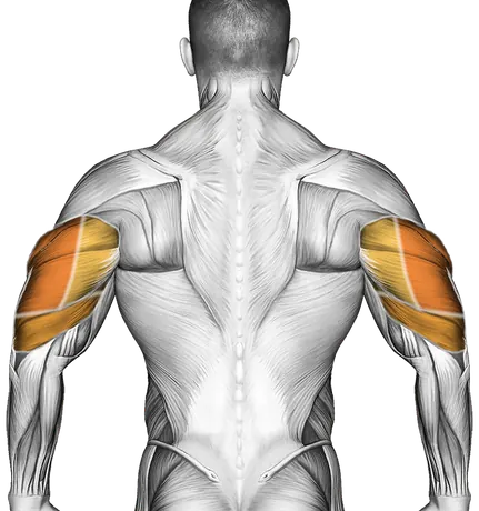 Bench Press Form: How to Bench Press Properly — Muscles worked: Chest, Front delts, Triceps (Back)