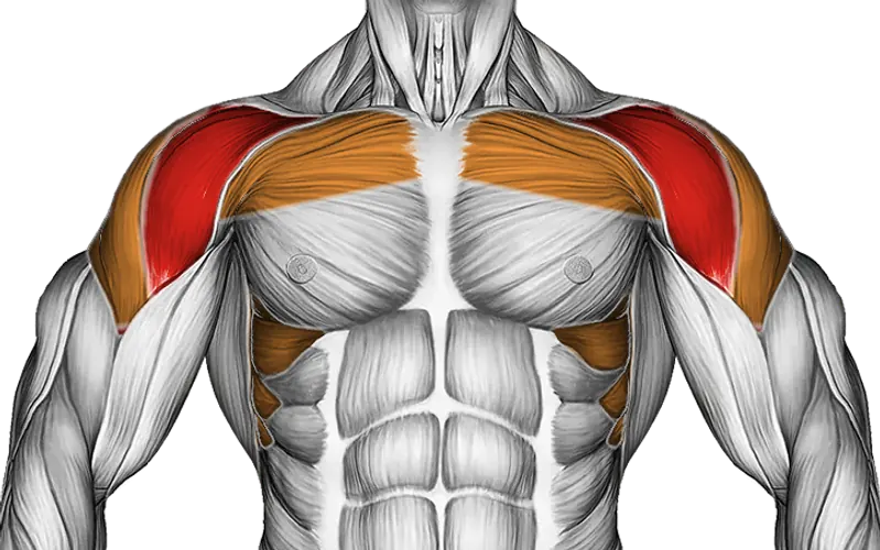 Dumbbell Front Raise (Version 2) — Muscles worked: Front delts, Chest, Serratus, Side delts