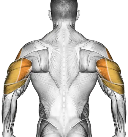 Dumbbell Standing Overhead Press — Muscles worked: Front delts, Chest, Serratus, Side delts, Triceps (Back)