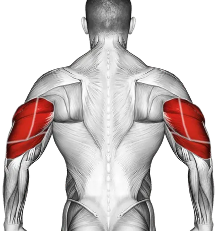 Cable Alternate Triceps Extension — Muscles worked: Triceps, Front delts (Back)