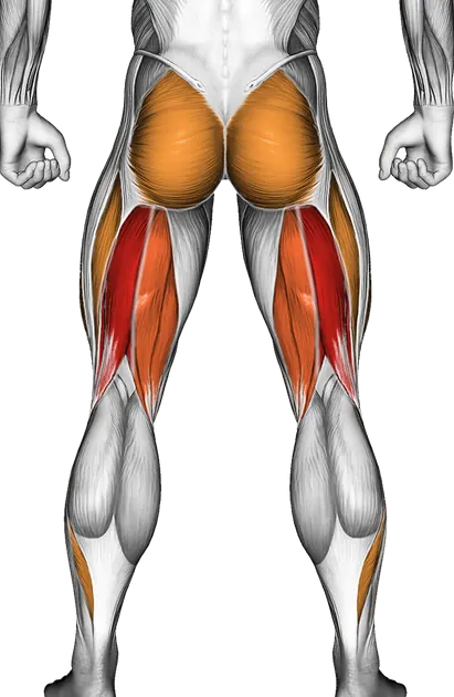 Dumbbell Romanian Deadlift — Muscles worked: Hamstrings, Glutes, Quadriceps, Calves (Back)
