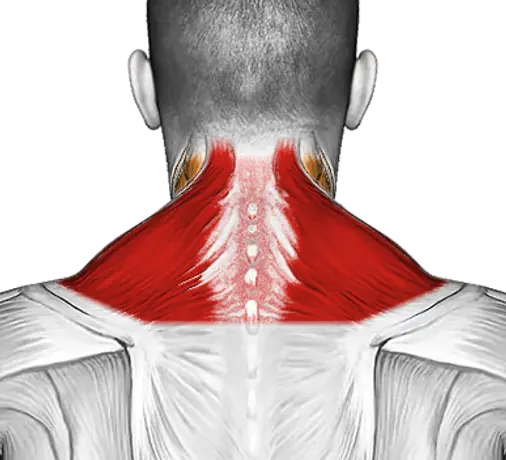 Dumbbell Incline Shrug — Muscles worked: Traps, Neck (Back)