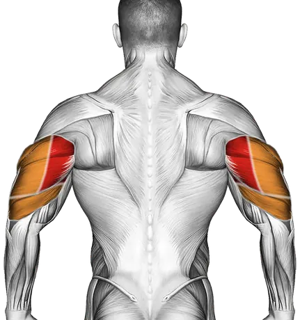 Barbell Standing Overhead Triceps Extension — Muscles worked: Triceps, Front delts (Back)