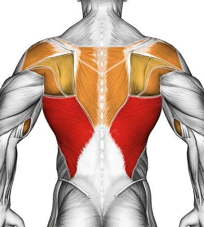 Chin-Up (Narrow Parallel Grip) — Muscles worked: Lats, Rear delts, Upper back, Biceps, Forearms (Back)