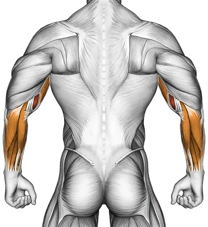 Dumbbell One Arm Zottman Preacher Curl — Muscles worked: Biceps, Forearms (Back)