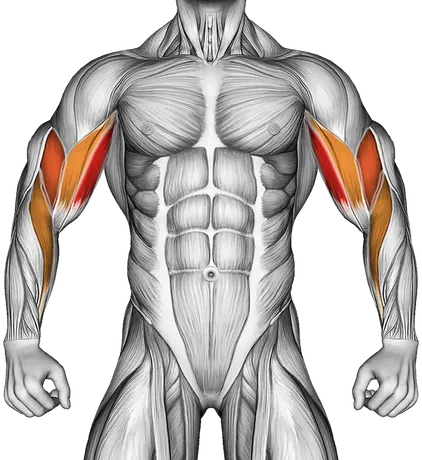 Dumbbell One Arm Zottman Preacher Curl — Muscles worked: Biceps, Forearms (Front)