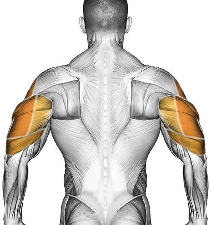 Dumbbell Seated Shoulder Press (Parallel Grip) — Muscles worked: Front delts, Side delts, Triceps (Back)
