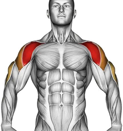 Dumbbell Seated Shoulder Press (Parallel Grip) — Muscles worked: Front delts, Side delts, Triceps (Front)