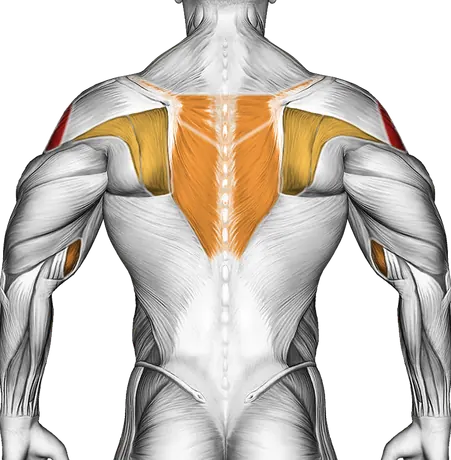 Barbell Wide Grip Upright Row — Muscles worked: Side delts, Serratus, Front delts, Upper back, Biceps, Forearms (Back)