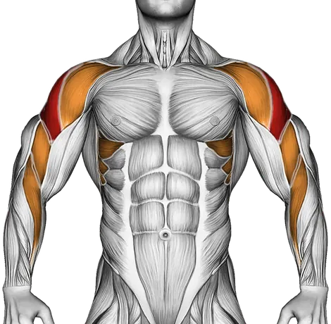 Barbell Wide Grip Upright Row — Muscles worked: Side delts, Serratus, Front delts, Upper back, Biceps, Forearms (Front)
