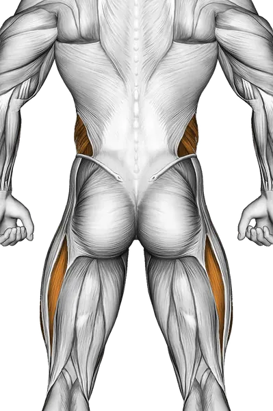 Decline Bent Leg Reverse Crunch — Muscles worked: Core, Obliques, Quadriceps (Back)
